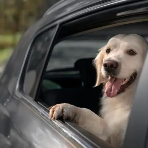 Homöopathie für Hunde beim Autofahren: Globuli gegen Übelkeit & Stress