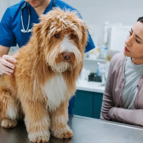 Ciclosporin für den Hund – Erfahrungen, Nebenwirkungen & Alternativen