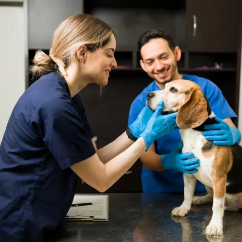 Gabapentin für den Hund – Erfahrungen, Dosierung und Nebenwirkungen
