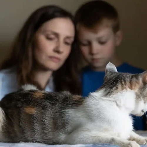 Krebs bei Katzen im Endstadium erkennen – alle Symptome erklärt