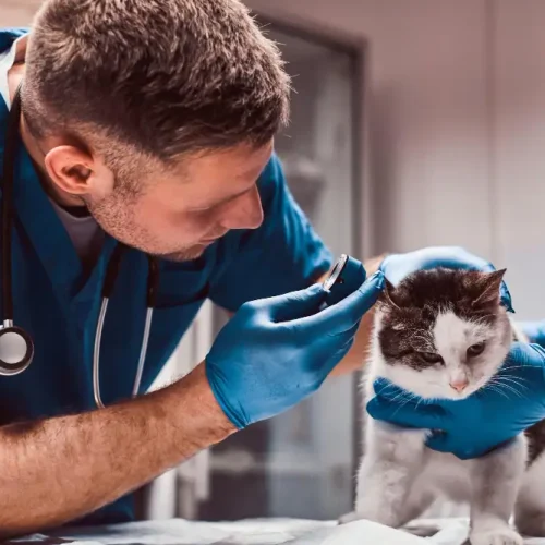 Katze mit Allergie wird von homöopathischem Tierarzt untersucht