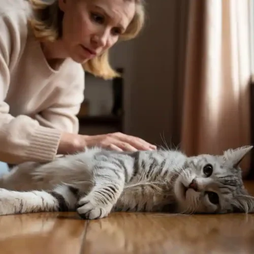 Katze mit Hämangiosarkom Symptome