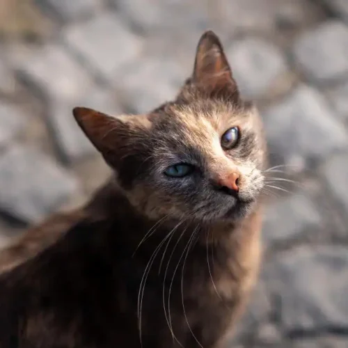 Lungentumor bei Katzen – Symptome, Behandlung & Lebenserwartung