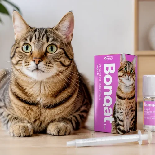 Katze sitzt neben einer Packung Bonqat (Pregabalin)