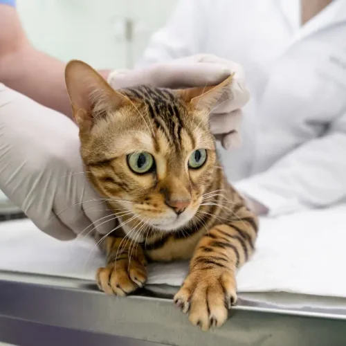 Kann Epilepsie bei Katzen durch Stress ausgelöst werden?