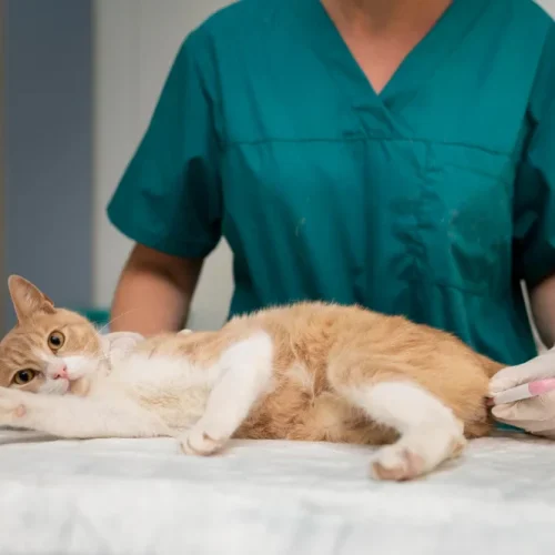 Epilepsie bei Katzen: Einschläfern als letzte Option?