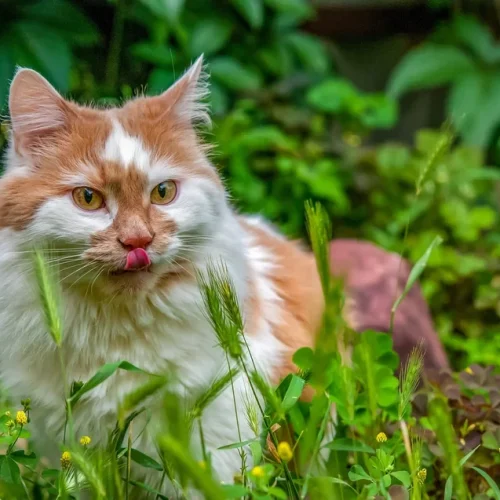 4 natürliche Entzündungshemmer für deine Katze