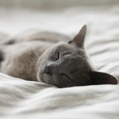 Die besten Schmerzmittel für Katzen
