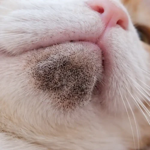 Foto einer Katze mit Kinnakne