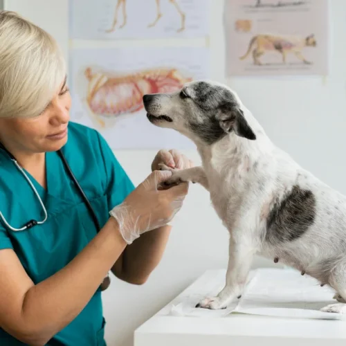 Librela für den Hund – Erfahrungen, Nebenwirkungen und Kosten