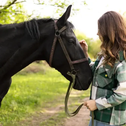 Pferd mit Frau, die Sucrabest erwägt