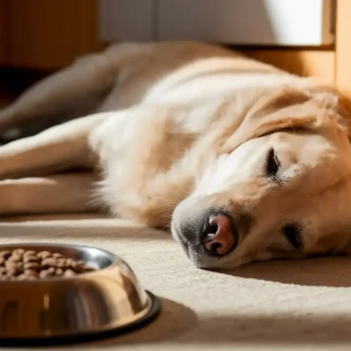 Reizdarm beim Hund – die besten Tipps und Therapien