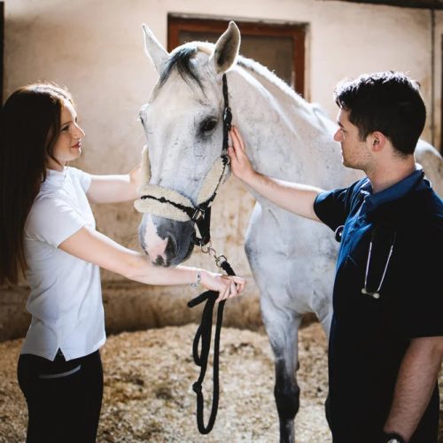 Wie Du Equines Sarkoid beim Pferd behandeln kannst