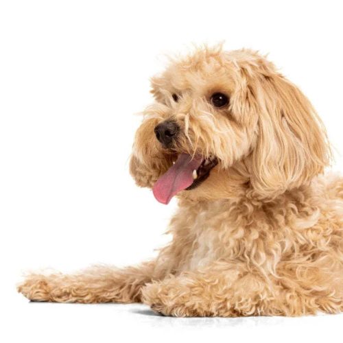 Die 6 besten rezeptfreien Schmerzmittel für Hunde