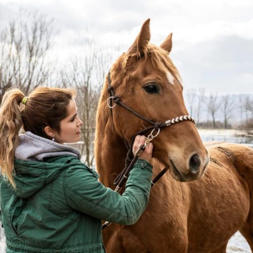 Die besten Schmerzmittel fürs Pferd