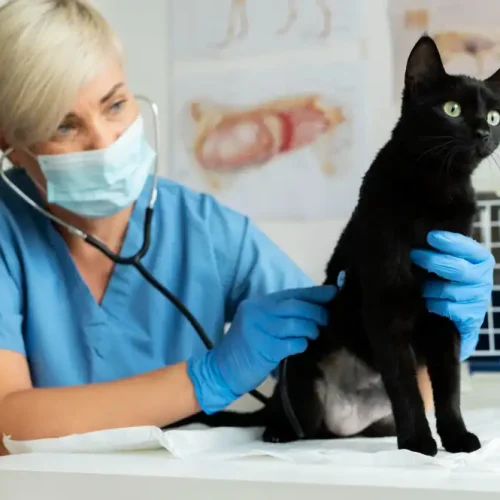 Tieraerztin untersucht Milztumor bei Katze