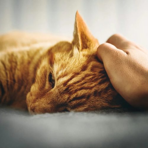 Depression bei Katzen behandeln