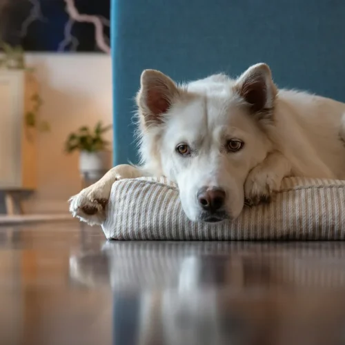 Mein Hund hat Depression, was tun? – Die besten Tipps