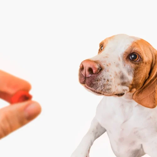 Die besten Beruhigungsmittel für Hunde
