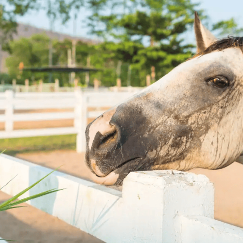 Nesselfieber (Urtikaria) beim Pferd – Ursachen und Behandlung
