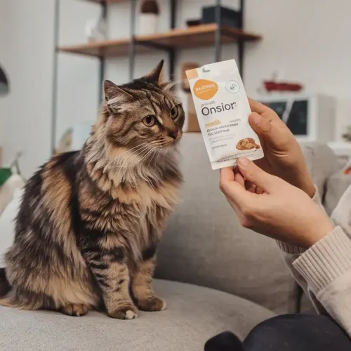 Onsior für die Katze – Erfahrungen, Nebenwirkungen & Alternativen