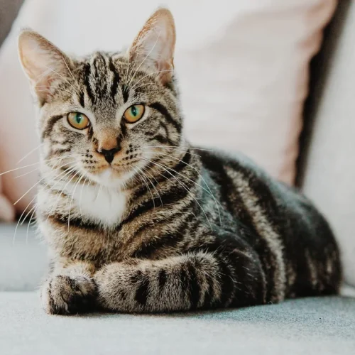 Pankreatitis bei der Katze natürlich behandeln