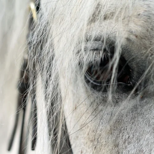 Depression beim Pferd behandeln – die besten Tipps